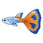 Lv.2 구피
